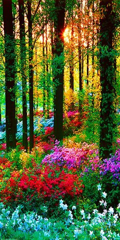 漫步花径 摄影摄像服务中的美学体验