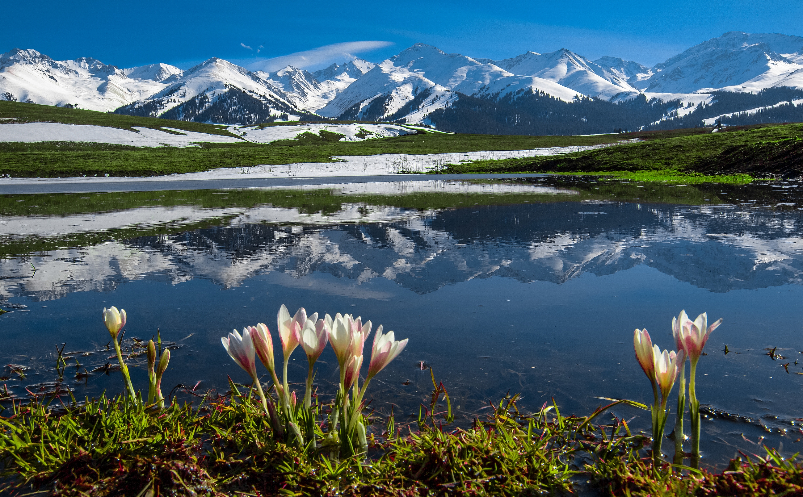 野百合也有春天 新疆赛里木湖-大西沟野果花-吐尔根杏花沟-那拉提野百合摄影之旅